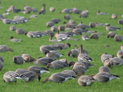 Pink-footed Geese (Anser brachyrhynchus)