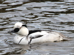Smew (Mergellus albellus)