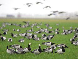 Barnacle Geese
