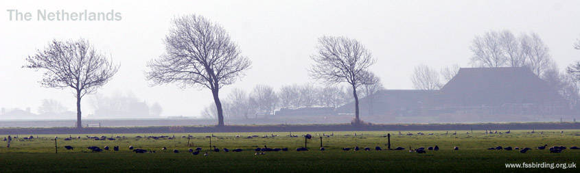 Winter Goose Fields in the Netherlands 2005 Fraser Simpson