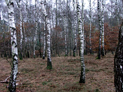 National Park De Hoge Veluwe