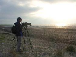 Watching Snow Buntings, Harlingen, Friesland