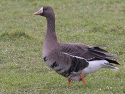 Siberian White-fronted Goose (Anser albifrons albifrons)