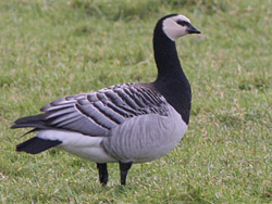 Barnacle Goose (Branta leucopsis)