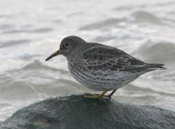 Purple Sandpiper (Calidris maritima)