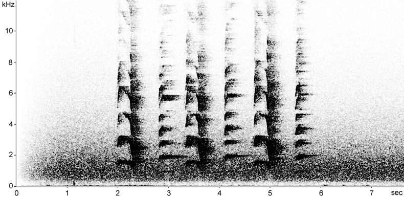 Sonogram of New Caledonian Friarbird calls