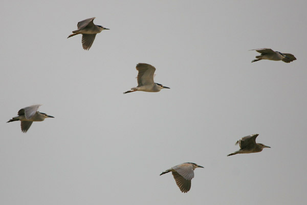 Night Herons �2006 Fraser Simpson