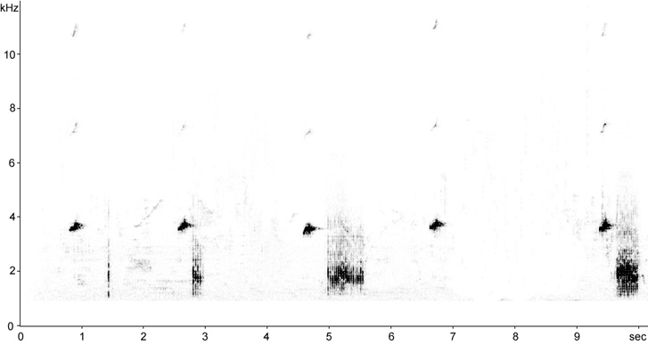 Sonogram of Nightingale calls