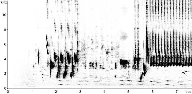 Sonogram of Nightingale song