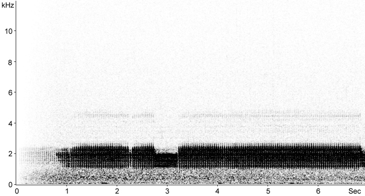 Sonogram of European Nightjar song