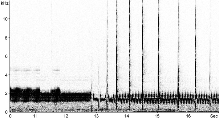 Sonogram of European Nightjar wing-clapping