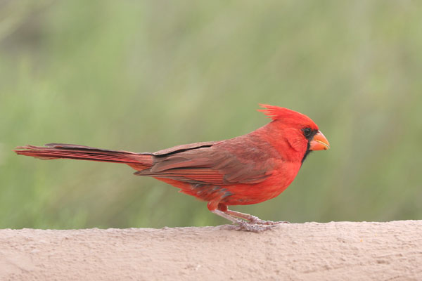 Northern Cardinal 2006 Fraser Simpson