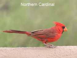 Northern Cardinal  2006  F. S. Simpson