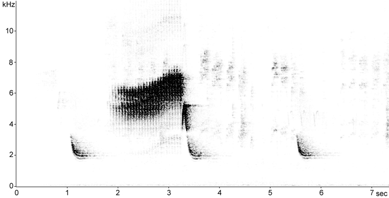 Sonogram of Northern Parula song