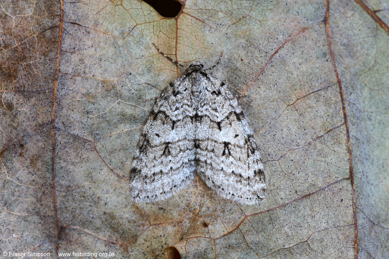 November Moth agg (Epirrita sp.)  Fraser Simpson