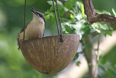 Nuthatch  2005  F. S. Simpson