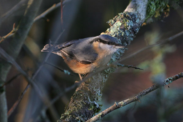 Nuthatch  2005 Fraser Simpson