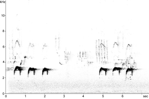 Sonogram of Nuthatch song