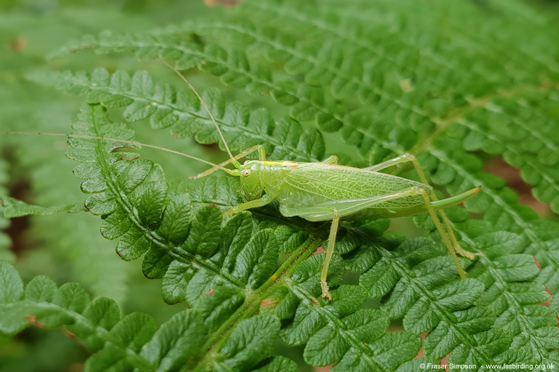 Oak Bush-cricket (Meconema thalassinum) © Fraser Simpson
