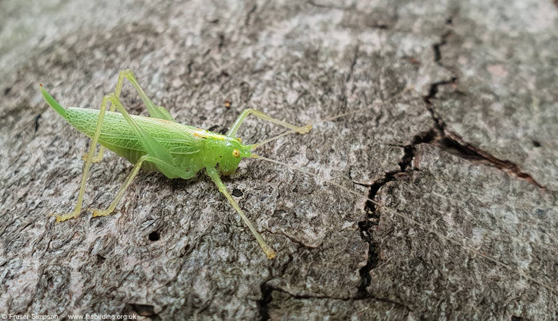 Oak Bush-cricket (Meconema thalassinum) © Fraser Simpson