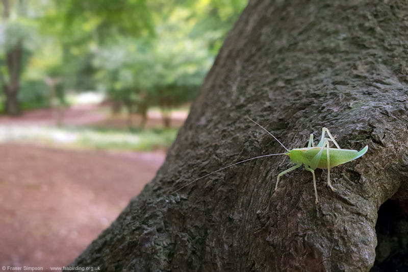 Oak Bush-cricket (Meconema thalassinum) © Fraser Simpson