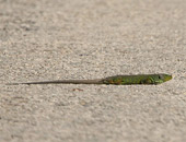 Ocellated Lizard