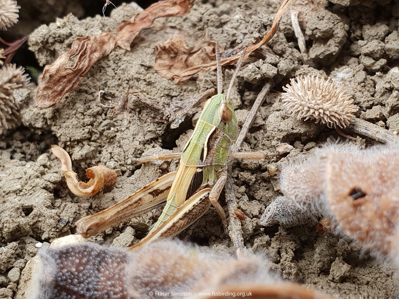 Orange-butted Grasshopper (Chorthippus apicalis), La Janda  Fraser Simpson