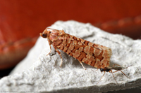 Orange Pine Tortrix (Lozotaeniodes formosan) © Fraser Simpson