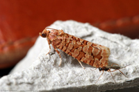 Orange Pine Tortrix (Lozotaeniodes formosan)  Fraser Simpson