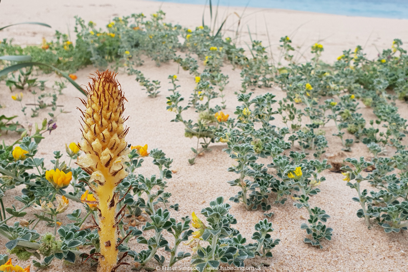 Orobanche densiflora, Atlanterra, Costa de la Luz, Spain  Fraser Simpson
