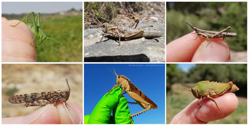 Grasshoppers & Bush-crickets from Andaluca, April 2023  Fraser Simpson