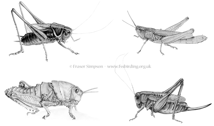 Orthoptera illustrations  Fraser Simpson