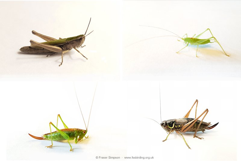 New sounds recordings of captive grasshoppers and crickets  Fraser Simpson