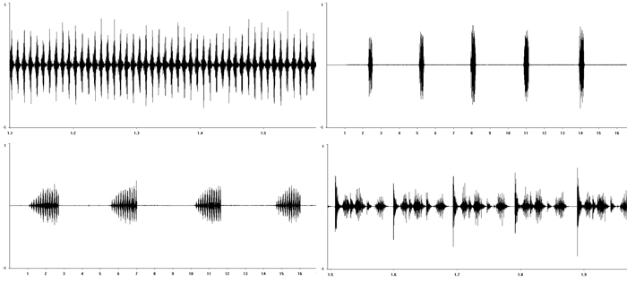 Orthoptera Oscillograms © Fraser Simpson · www.fssbirding.org.uk