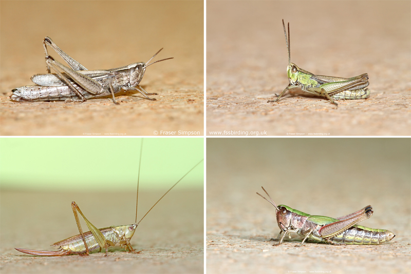Orthoptera, Purfleet, Essex, September 2022 © Fraser Simpson