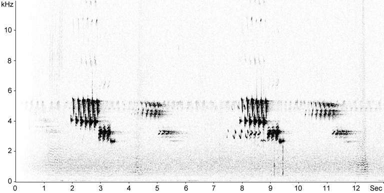 Sonogram of Ortolan Bunting song