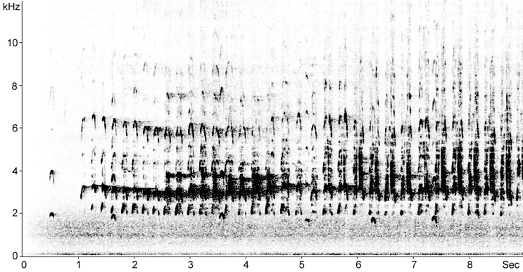 Sonogram of Osprey calls