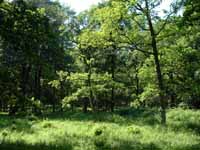 Oak Woodland at Ottenby on the island of Oland