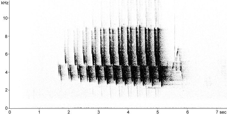 Sonogram of Ovenbird song