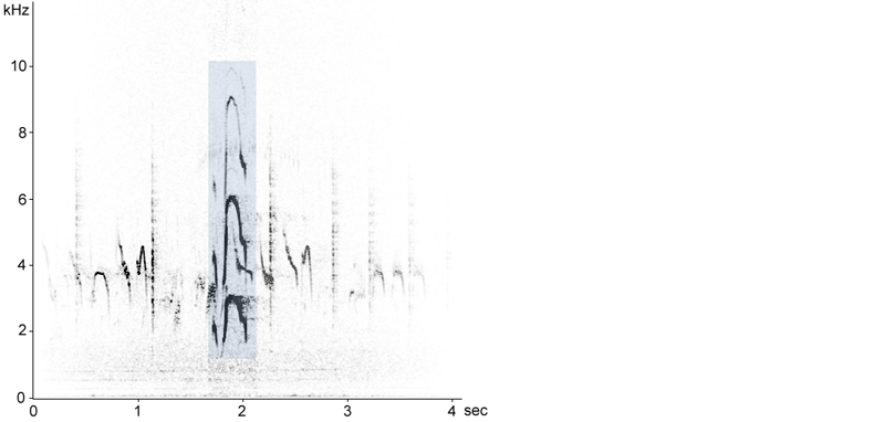 Sonogram of Oystercatcher flight call