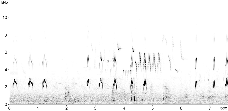 Sonogram of Oystercatcher flight call