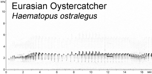 Eurasian Oystercatcher spectrogram  Fraser Simpson
