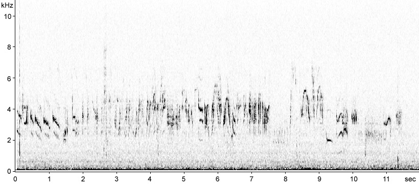 Sonogram of Paddyfield Warbler song