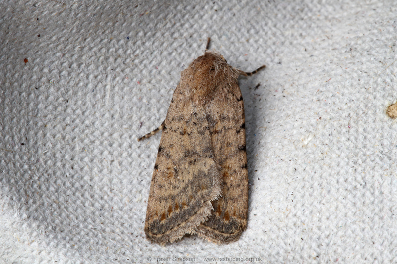 Pale Mottled Willow (Caradrina clavipalpis)  Fraser Simpson