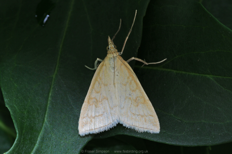Pale Straw Pearl (Udea lutealis) � Fraser Simpson