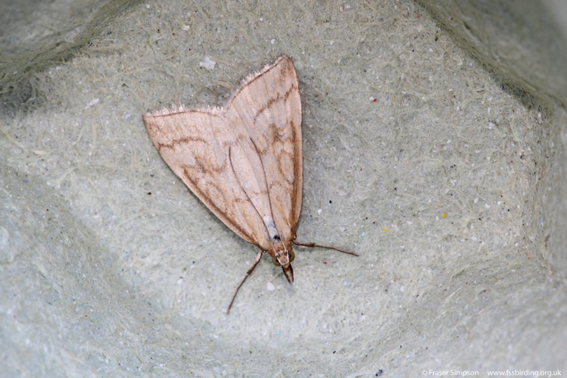 Pale Straw Pearl (Udea lutealis)  Fraser Simpson