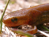 Palmate Newt