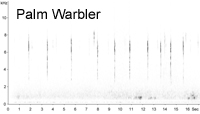 Palm Warbler (Dendroica palmarum) sonogram  Fraser Simpson