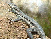 Pacific Lizard