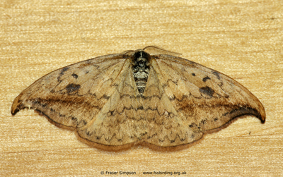 Beautiful Snout�Hypena crassalis) � Fraser Simpson